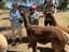 2024 Canberra Sights & Lights Tour - Blackwattle Alpaca Farm Image -65f4b87068caa